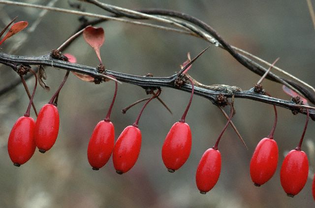گیاهان ترش نظیر زرشک عامل تقویت پوست از نظر طب سنتی و جوان سازی پوست گیاهان ترش نظیر زرشک عامل تقویت پوست از نظر طب سنتی و جوان سازی پوست